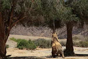 Hoanib: Desert elephants have a difficult life, in Hoanib River they