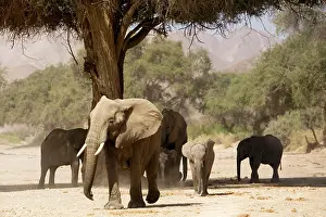 Finding: Desert Elephants - Family fInding shade