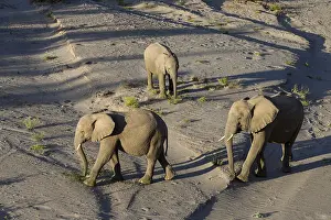 Nosed: Desert elephants (Loxodonta africana) in the Hoanib