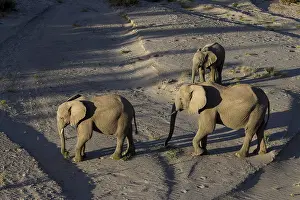 Nosed: Desert elephants (Loxodonta africana) in the Hoanib