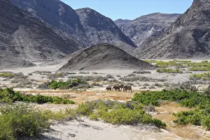 Nosed: Desert elephants (Loxodonta africana) in the Hoanib