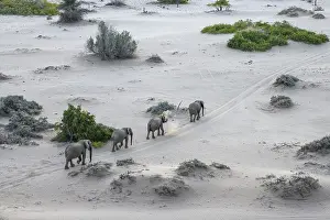 Nosed: Desert elephants (Loxodonta africana) in the Hoanib