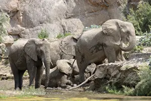 Nosed: Desert elephants (Loxodonta africana) taking a mud