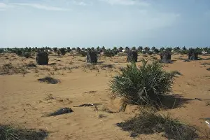 Fixation: Desert Erosion Control