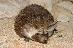 Ethiopian: Desert / Ethiopian Hedgehog