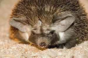 Ethiopian: Desert / Ethiopian Hedgehog