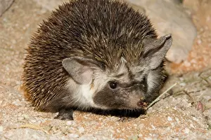Ethiopian: Desert / Ethiopian Hedgehog