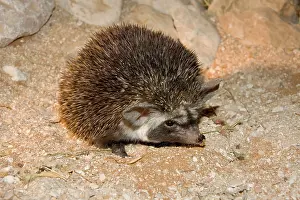 Ethiopian: Desert / Ethiopian Hedgehog