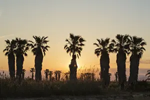 Delta: Desert Fan Palm - nursery - at sunset - environs