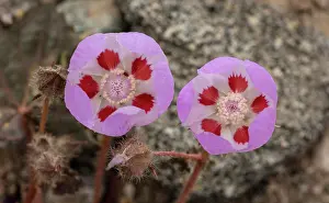 Mojave: Desert five-spot, (Eremalche rotundifolia) in flower