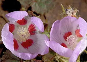 Rotundifolia: Desert five-spot - in flower