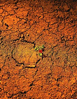 Parched: Desert flower
