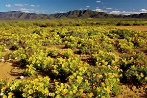 Dominated: The desert in full flower in spring near Vanrhynsdorp