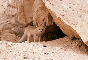 Maureen Brown: DESERT FOX