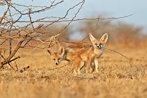Pusilla: Desert Fox / White-footed Fox young at den