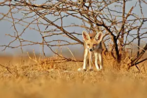 Pusilla: Desert Fox / White-footed Fox young at den