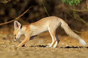 Pusilla: Desert Fox / White-footed Fox young at den