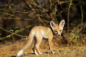 Pusilla: Desert Fox / White-footed Fox young at den