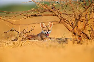 Pusilla: Desert Fox / White-footed Fox young at den