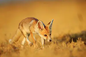 Pusilla: Desert Fox / White-footed Fox young at den