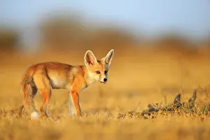 Pusilla: Desert Fox / White-footed Fox young at den