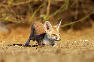 Pusilla: Desert Fox / White-footed Fox young at den