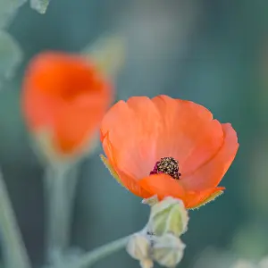 Apricot: Desert Globemallow or Apricot Mallow (Sphaeralcea
