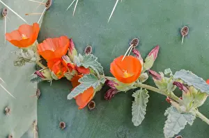 Apricot: Desert Globemallow or Apricot Mallow (Sphaeralcea