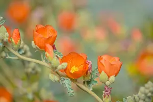 Apricot: Desert Globemallow or Apricot Mallow (Sphaeralcea