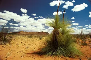 Xanthorrhoea: Desert Grass Tree