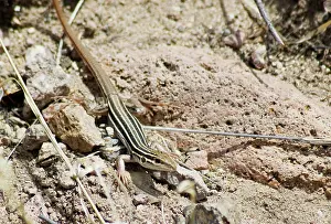 Cnemidophorus: Desert grassland whiptail