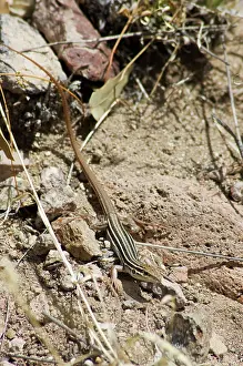 Cnemidophorus: Desert grassland whiptail