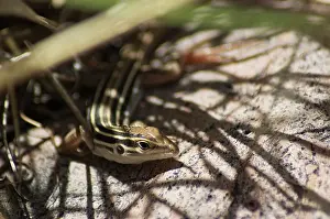 Cnemidophorus: Desert grassland whiptail