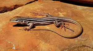 Aspidoscelis: Desert Grassland Whiptail