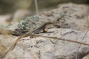 Cnemidophorus: Desert grassland whiptail