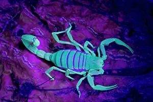 Hadrurus: Desert Hairy / Giant Hairy Scorpion - Under UV light