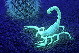 Fluorescent: Desert Hairy Scorpion