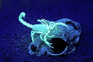 Fluorescent: Desert Hairy Scorpion