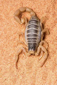 Scorpions: Desert hairy scorpion - on flat rock - taken under