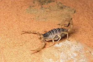 Scorpions: Desert hairy scorpion - on flat rock - taken under
