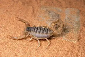 Scorpions: Desert hairy scorpion - on flat rock - taken under