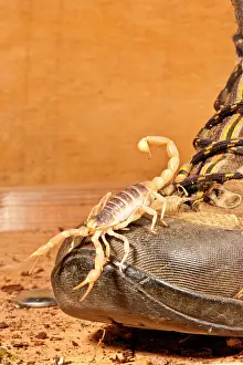 Hadrurus: Desert Hairy Scorpion, Hadrurus arizonensis