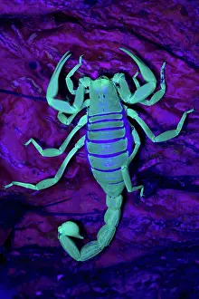 Called: Desert Hairy Scorpion (Hadrurus arizonensis) - Also