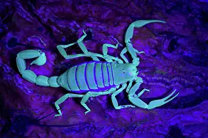 270222: Desert Hairy Scorpion (Hadrurus arizonensis) - Also called G