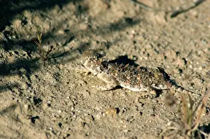Phrynosoma: Desert horned lizard