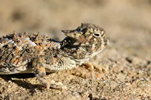 Phrynosoma: Desert horned lizard