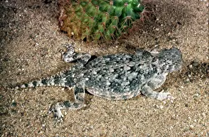 Phrynosoma: Desert Horned Lizard