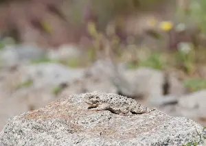 Phrynosoma: Desert horned lizard