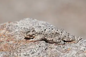 Phrynosoma: Desert horned lizard