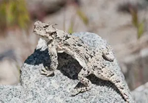 Phrynosoma: Desert horned lizard